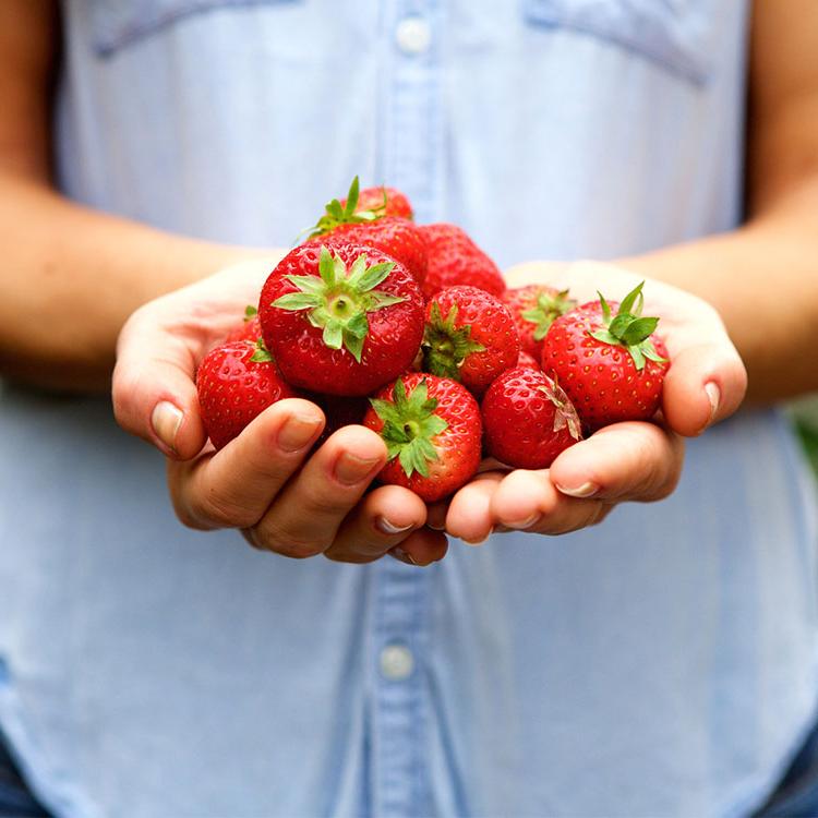 Strawberry Season is Here!